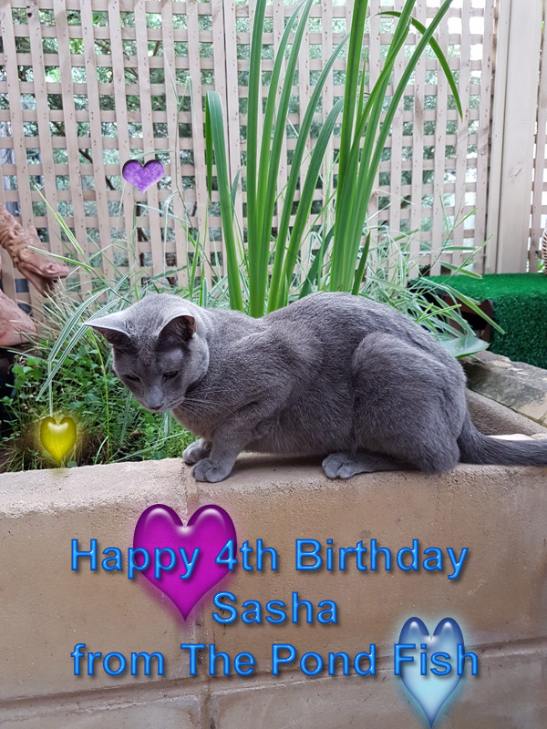 happy-fourth-birthday-sasha